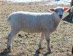 Sheep Trax Pol 943G
